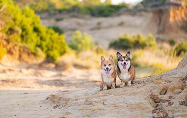 Fototapeta premium Two Corgi Dogs Posing on a Rocky Path with a Scenic View (Croatia