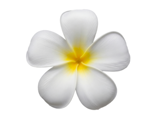 Elegant frangipani flower PNG isolated on transparent background, beautiful plumeria blossom with yellow center for spa and tropical designs