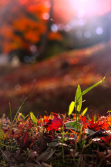 紅葉した落ち葉と緑の草20251122