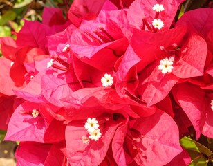 Vibrant cluster of fuchsia bougainvillea flowers
