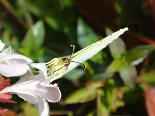 Cleopatra butterfly (Gonepteryx cleopatra), female feeding on abelia flowers
