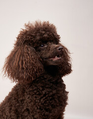 A chocolate-colored poodle sits with its head tilted slightly upward, gazing at something off-camera. The soft lighting enhances its expressive eyes.