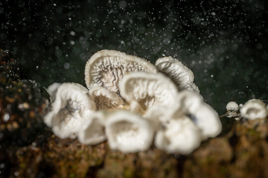 View of ethereal white mushrooms clustered on a dark, mossy log, catching droplets of moisture in the dim, enchanted forest, The Chilterns, Oxfordshire, England, United Kingdom.