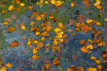 View of autumnal leaves float serenely on a dark pond, reflecting the sky amidst green algae, creating a mosaic of colors, The Chilterns, Oxfordshire, England, United Kingdom.