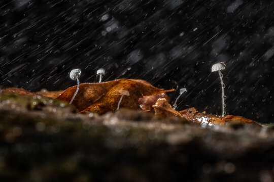 View of delicate white mushrooms sprout from a decaying brown leaf amidst a downpour, the droplets clinging to their stems and caps, The Chilterns, Oxfordshire, England, United Kingdom.