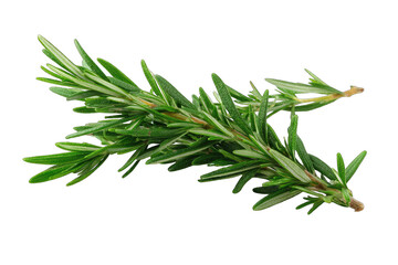 Fototapeta premium Fresh rosemary sprigs against black