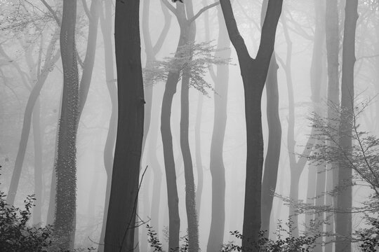 View of monochrome forest with tall, slender trees shrouded in a mysterious fog, creating an ethereal scene, The Chilterns, Oxfordshire, England, United Kingdom.