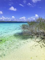tropical beach with blue sky
