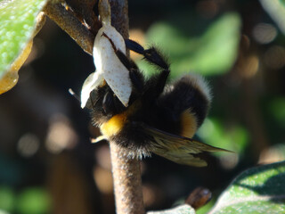 Buff-tailed bumble bee (Bombus terrestris), winter-active bumble bee feeding on oleaster