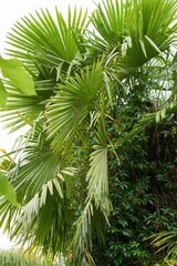 Lush, green palm fronds spread vibrantly, complemented by the verdant tapestry of climbing vines in this tropical close-up view.