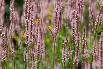 A serene field of blooming pink flowers swaying gently in the breeze, creating a picturesque, tranquil botanical scene.