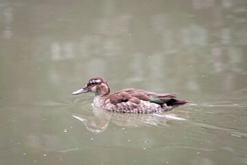 A patterned duck glides on a tranquil water surface, creating a serene and picturesque aquatic scene. Natural beauty on display.