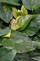 Lush, vibrant green leaves with yellow variegation, create a calming natural scene, embodying growth and organic beauty.