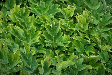 Lush green foliage creates a vibrant, natural tapestry. Detailed leaves display depth, texture, and vitality in a close up.