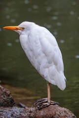 Standing tall on a rocky perch, a beautiful white bird with an orange beak makes a striking image against a green backdrop.