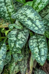 Detailed close-up of speckled leaves, showcasing nature's intricate patterns and textures in lush greenery in an outdoor setting.