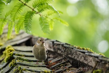 A small, cute chaffinch perches on a moss-covered roof, with lush greenery in the background and a sunny bokeh effect.