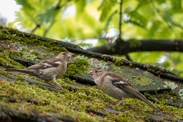 Two small Chaffinch birds perch on a moss-covered roof under green leafy tree branches, creating serene wildlife scene.