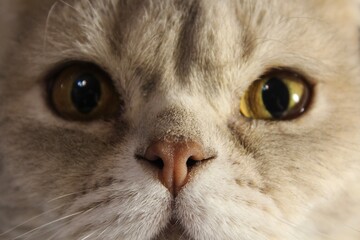 Cute cat face close up scottish domestic pet nice photo 