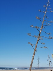 Agarven-Pflanze vor blauem Himmel in Portugal