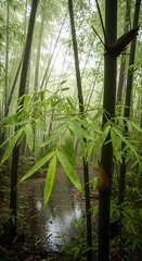 A serene view of a misty bamboo forest with lush leaves covered in raindrops, creating a peaceful natural scene.