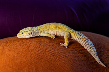 A small leopard gecko poses for a photo on a bright orange pillow. A lizard in profile.