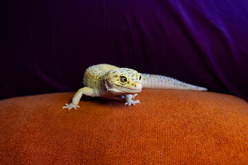 A smiling leopard gecko with large eyes and spots against an unusual background. A lizard with...