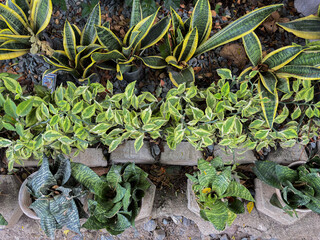 Lush snake plants and vibrant foliage create a tranquil oasis for your landscaping project today