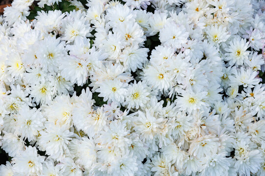 White chrysanthemum bloom mass. A dense surface of white chrysanthemums in full bloom. Bright, clean floral background suitable for commercial designs.