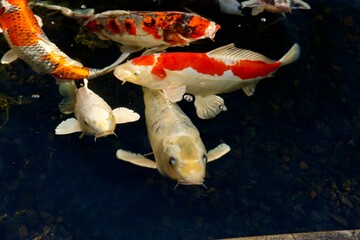 koi fish in the pond
