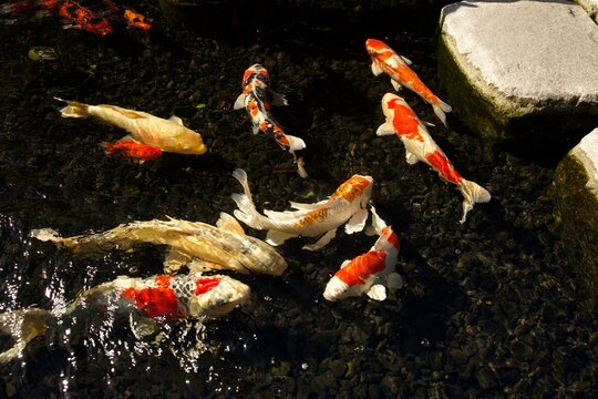 koi fish swimming in a pond - Powered by Adobe