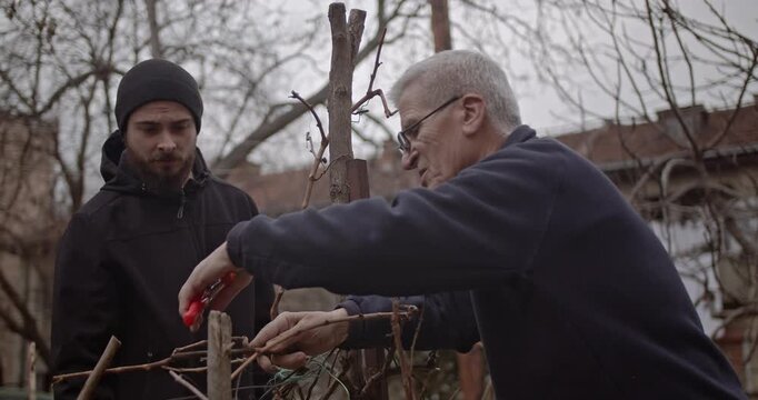 An experienced senior man demonstrates precise pruning techniques to a focused young man in a tranquil home garden. This authentic scene highlights generational knowledge transfer and shared work.