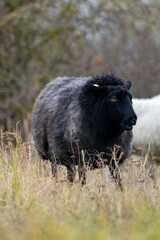 Black sheep standing in tall autumn grass in a rural meadow