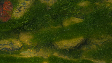 Algae Covered Rocks Beneath Clear Shallow Water