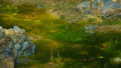 Algae Covered Rocks Beneath Clear Shallow Water