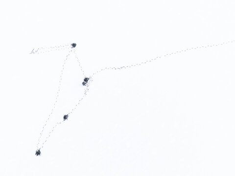 Aerial view of dark shapes scattered across a stark white expanse, their trails weaving a delicate pattern over the frozen landscape, Moluvenai, Trakai district, Lithuania.