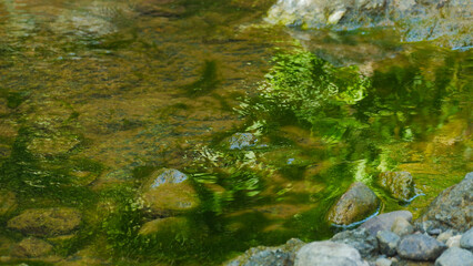 Algae Covered Rocks Beneath Clear Shallow Water
