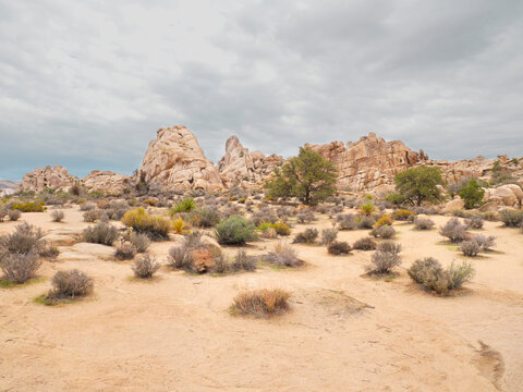 Joshua Tree National Park near Twentynine Palms during a summer season in California, USA.