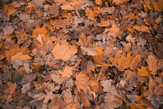 Colorful leaves cover the ground in a forest during autumn as nature transitions from summer to winter