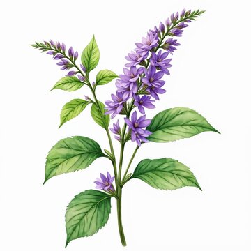 Watercolor illustration of patchouli plant branch with purple flowers and green leaves. Botanical art on white background. Natural organic herb for cosmetic or perfume.