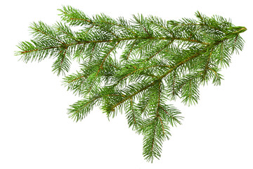 Spruce pine green branch isolated on a white background. Christmas tree
