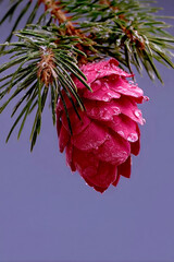 Macro nature photography featuring an unusual pink pine cone on evergreen branch with water droplets against a purple background, showcasing artistic botanical specimen photography
