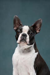 A Boston Terrier poses against a soft blue background with its head slightly tilted. The dog's black-and-white coat contrasts beautifully with the cool tones.