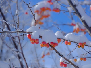 red berries on a branch, tree, branch, nature, sky, winter, blue, cherry, snow, season, white, beauty, cold, branches, beautiful, Red, Canada