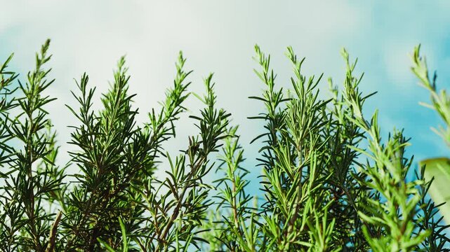 Aromatic Rosemary Plant Against a Sky Background in Puglia