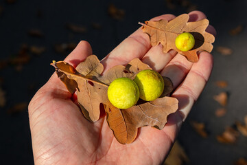 Galls on oak leaves, close-up on a hand. The insect Cynips quercusfolii lays eggs in oak leaves, forming spherical growths on the outer tissues of the plant