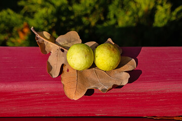 Galls on an oak leaf. The insect Cynips quercusfolii lays eggs in oak leaves, forming spherical growths on the outer tissues of the plant