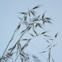 A close up of a grass with dew drops on it