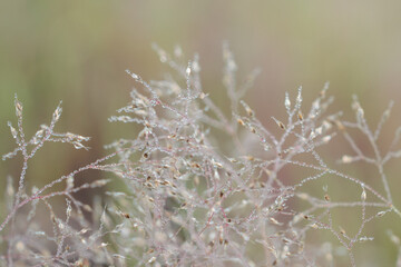 A field of grass with morning dew
