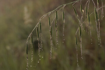 A plant with many leaves and droplets of water on them